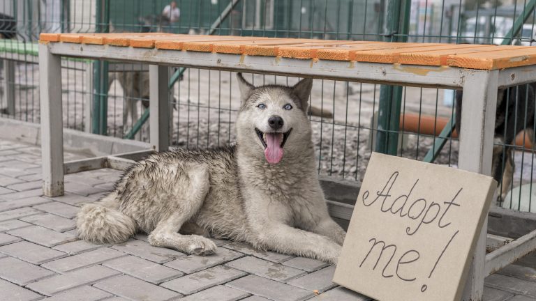 Woodrock Animal Rescue