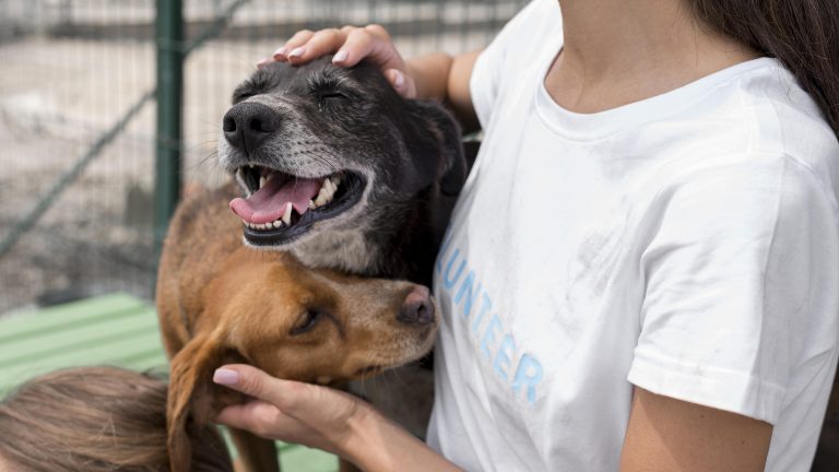 TCA Solidarity and Support for Animal Rescue and Welfare Shelters